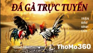 Đá gà trực tiếp Thomo Thứ Năm , Ngày 26 Tháng Năm, 2022 – Live Đá gà – Thomo360