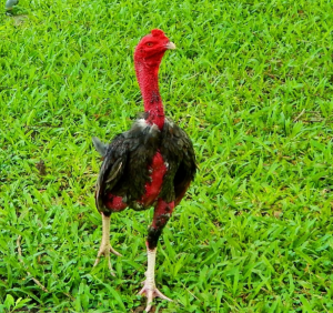 Gà nòi Việt Nam – Những nét đặc trưng của dòng gà nòi phổ biến